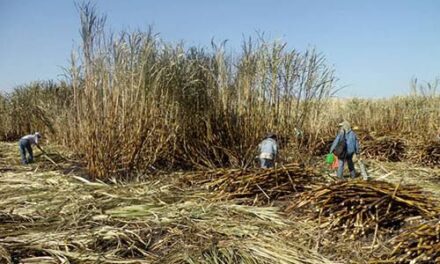 Unión Estatal de Cañeros reporta una composición de 3.5 hectáreas por productor