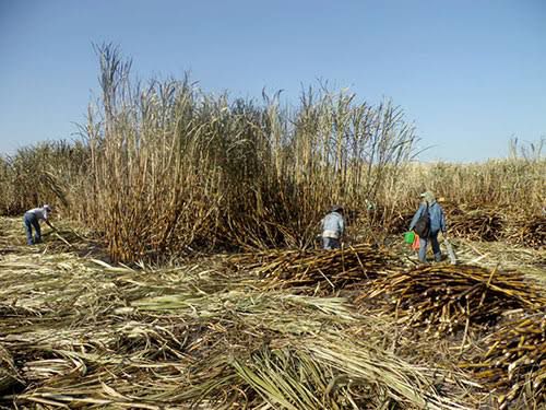 Unión Estatal de Cañeros reporta una composición de 3.5 hectáreas por productor