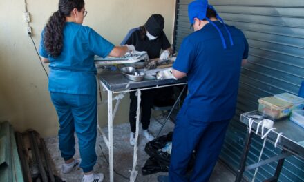 Realizan jornada de esterilización de gatos en la zona del mercado “Revolución” en Córdoba