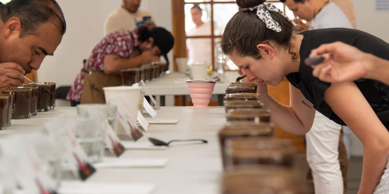 Se conocerá a los ganadores de “Taza de excelencia 2024” la próxima semana