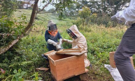 Disminuye reportes de presencia de colmenas y enjambres de abejas: Protección Civil