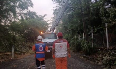 Atiende Protección Civil de Córdoba reportes de árboles caídos tras el paso de intensa lluvia