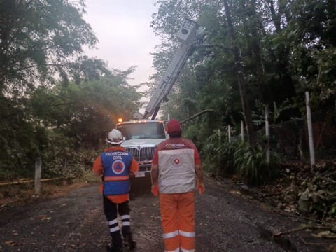 Atiende Protección Civil de Córdoba reportes de árboles caídos tras el paso de intensa lluvia