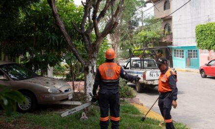 Anuncia Ayuntamiento de Córdoba poda de árboles en Infonavit El Dorado