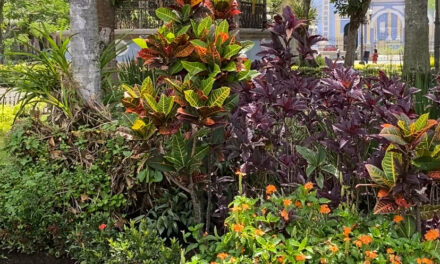 Siembran 10 árboles en el parque, como parte de la campaña “ Sembremos Vida, Cosechemos Agua”