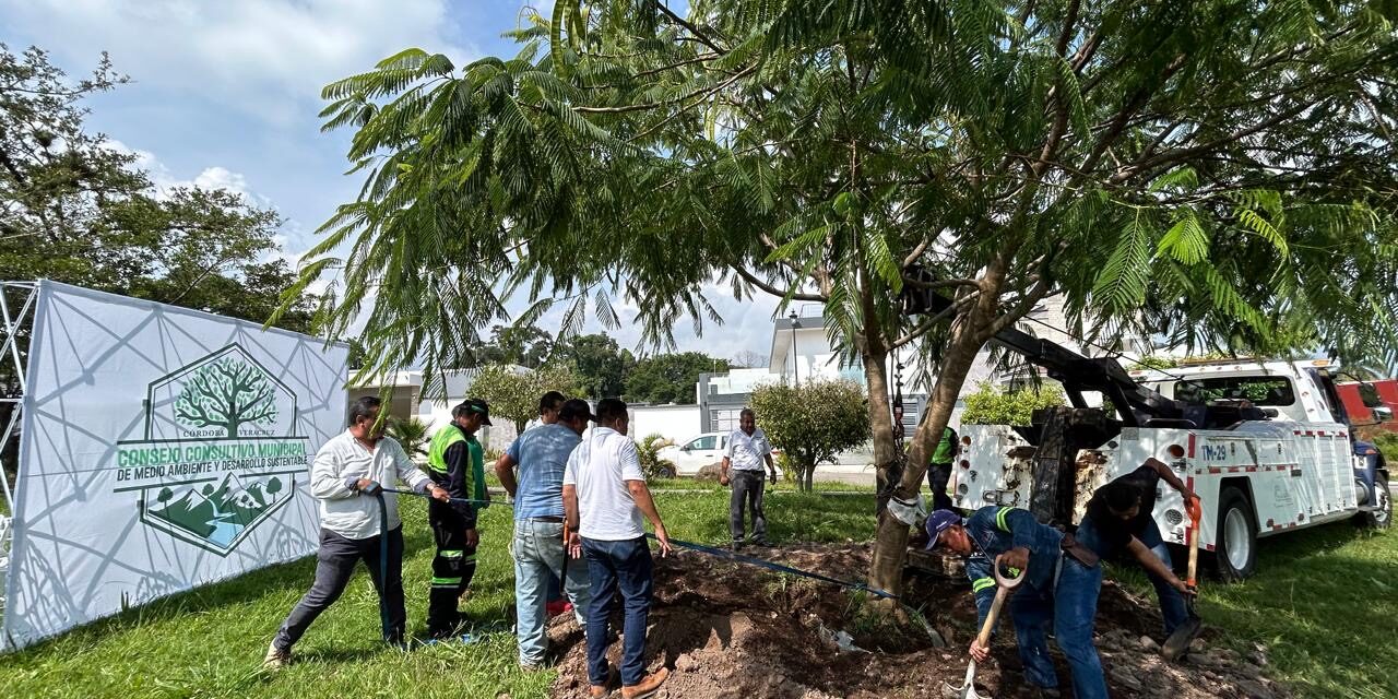 Ecología y Medio Ambiente realiza con éxito banqueo de árbol Framboyán