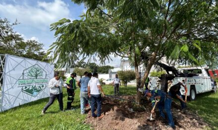 Ecología y Medio Ambiente realiza con éxito banqueo de árbol Framboyán