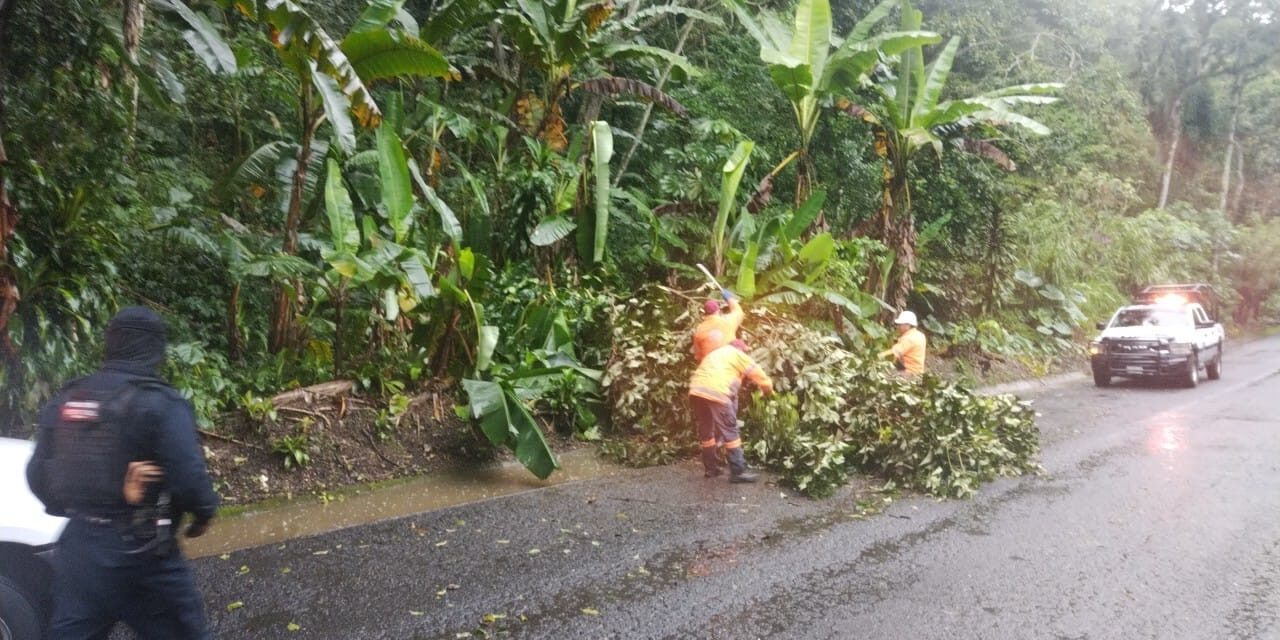 Reportan caída de árboles debido a las lluvias