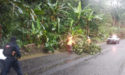 Reportan caída de árboles debido a las lluvias