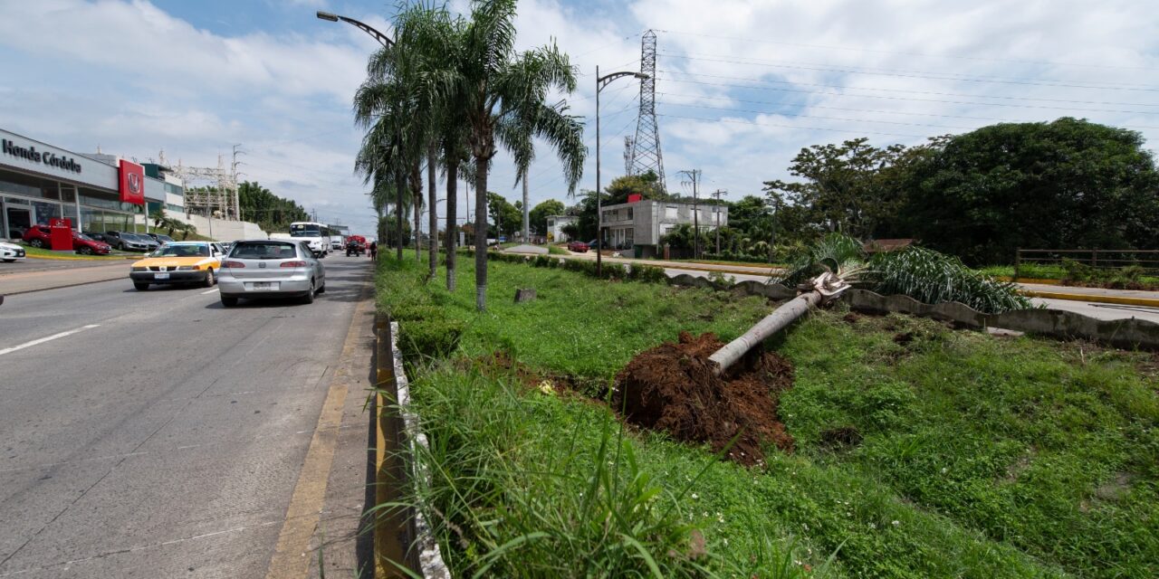 Reubica Ayuntamiento palmeras y arbustos del Tratados de Córdoba