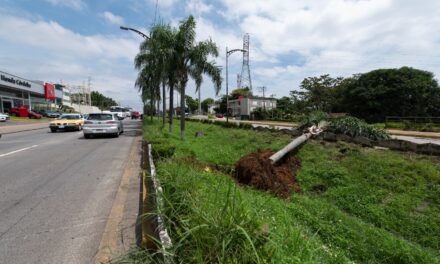 Reubica Ayuntamiento palmeras y arbustos del Tratados de Córdoba