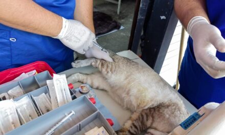 Investigan muerte masiva de gatos en el mercado Revolución