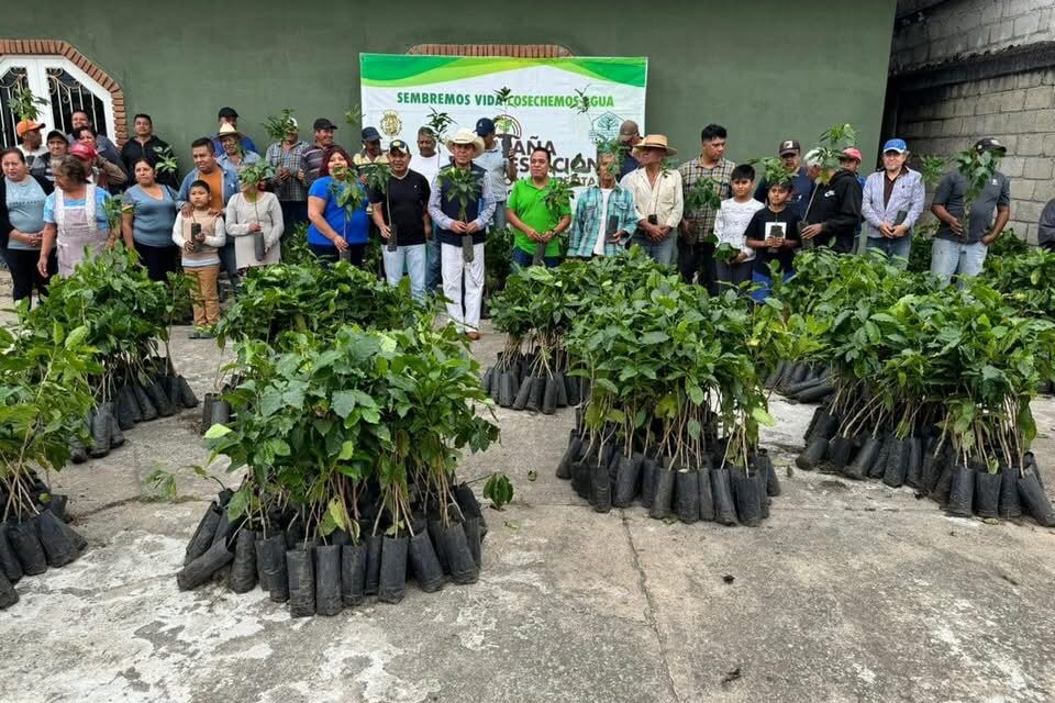 Se entregaron 4 mil plantas de café, a productores de El Porvenir